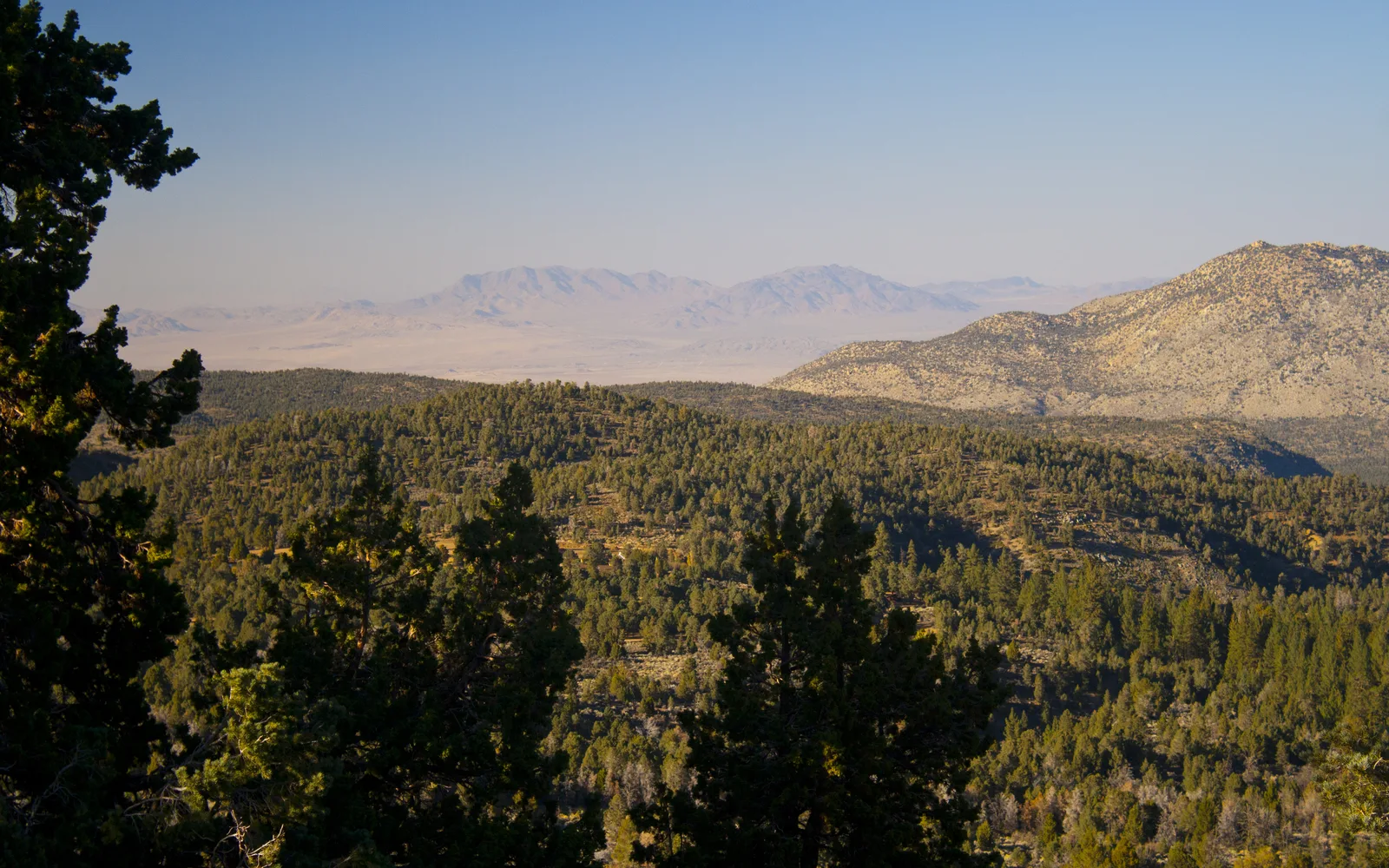 Forest and mountain slopes transitioning from pine forest to sandy desert terrain in the San Bernardino Mountains