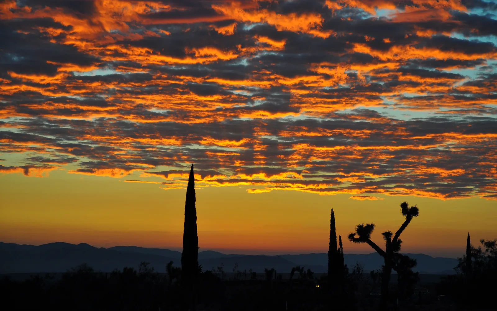 Late summer dawn over the Mojave desert with Joshua trees silhouetted against the morning sky